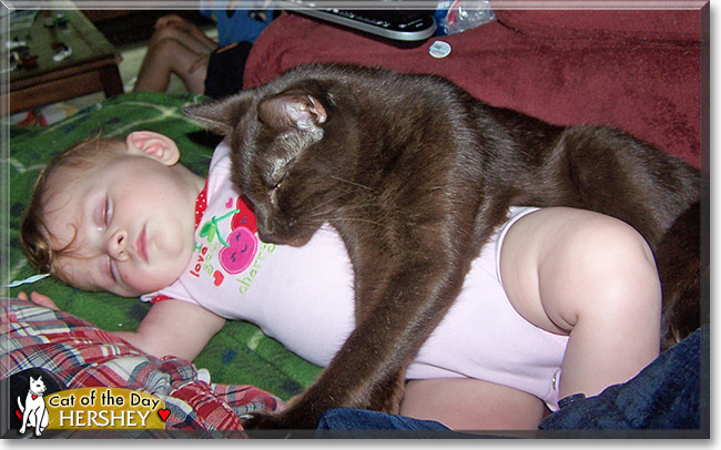Hershey, the Cat of the Day Hershey, the Cat of the Day