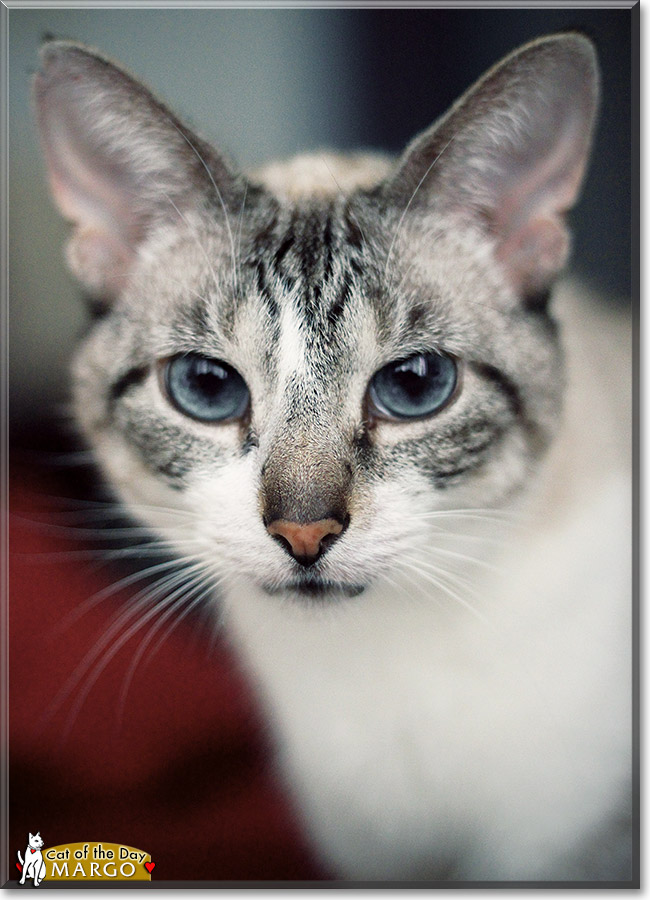 Margo, the Cat of the Day