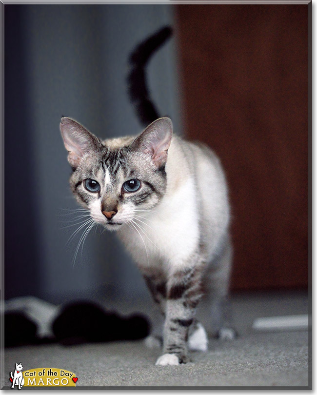 Margo, the Cat of the Day Margo, the Cat of the Day
