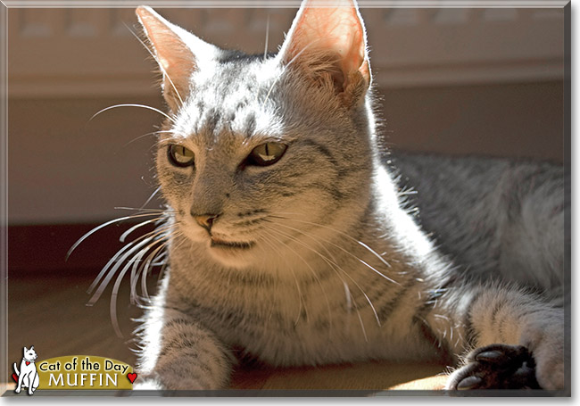 Muffin, the Cat of the Day