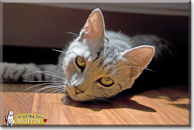 Muffin, the Cat of the Day Muffin, the Cat of the Day