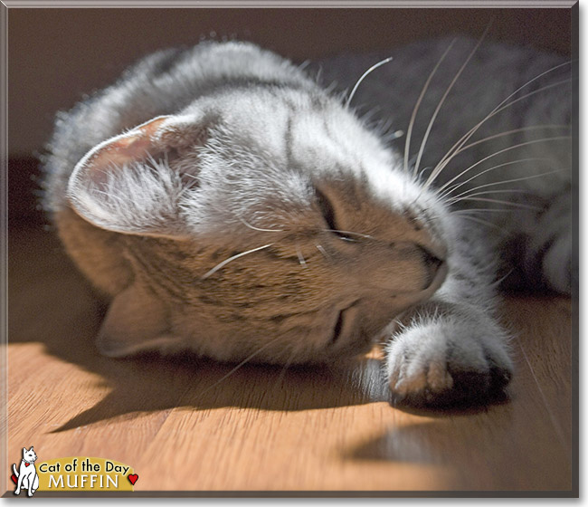 Muffin, the Cat of the Day Muffin, the Cat of the Day