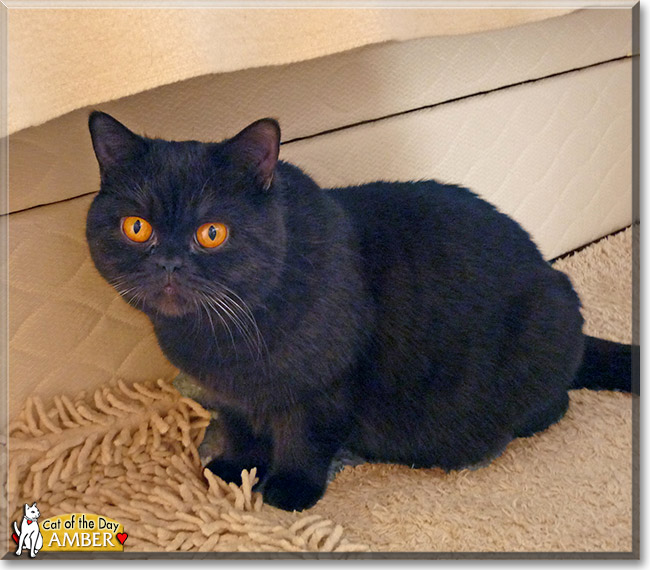 Amber, the Cat of the Day
