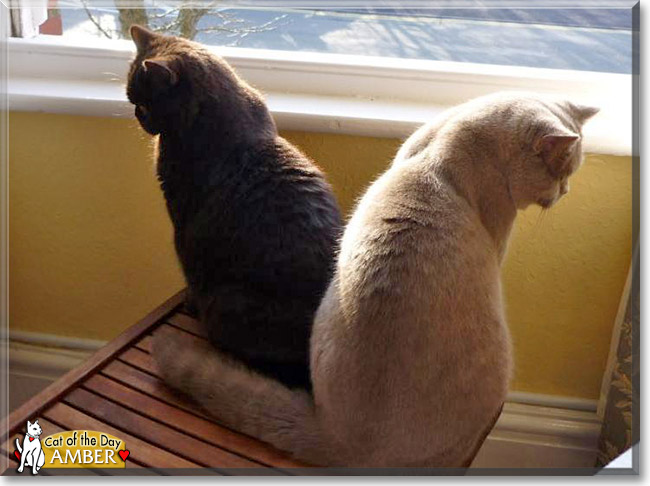 Amber, the Cat of the Day Amber, the Cat of the Day
