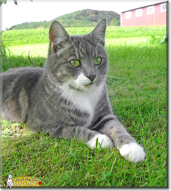 Mao Ping, the Cat of the Day