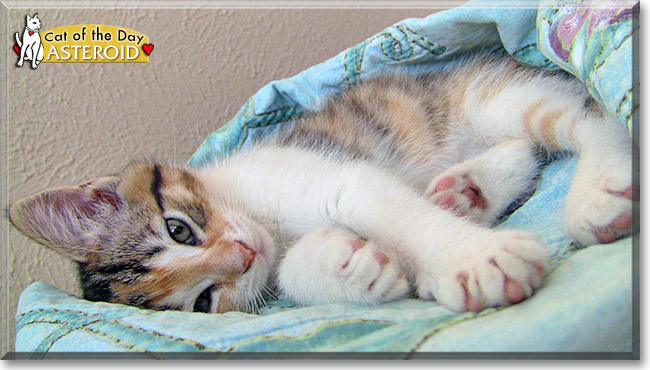 Asteroid, the Cat of the Day