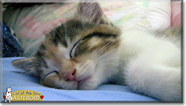 Asteroid, the Cat of the Day Asteroid, the Cat of the Day