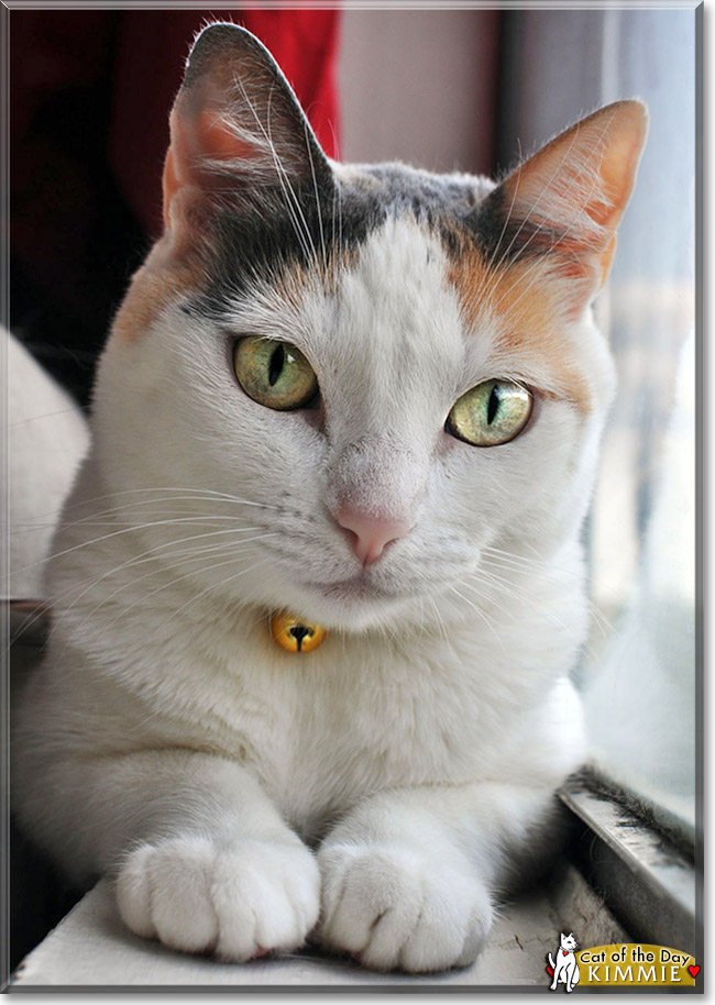 Kimmie, the Cat of the Day