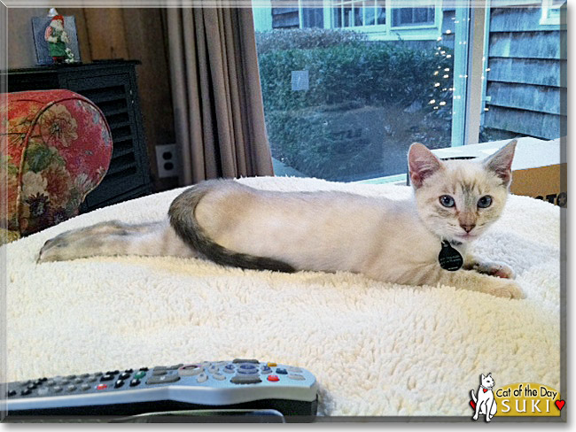 Suki, the Cat of the Day