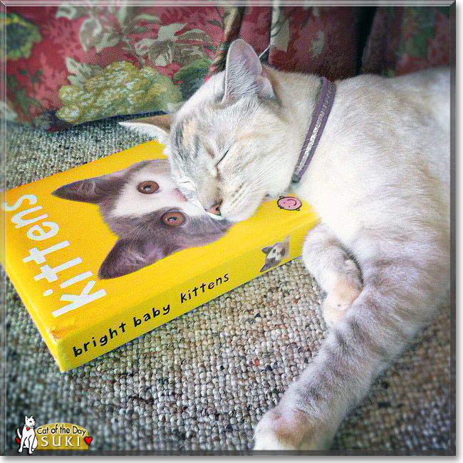 Suki, the Cat of the Day Suki, the Cat of the Day