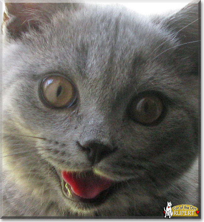 Rupert, the Cat of the Day