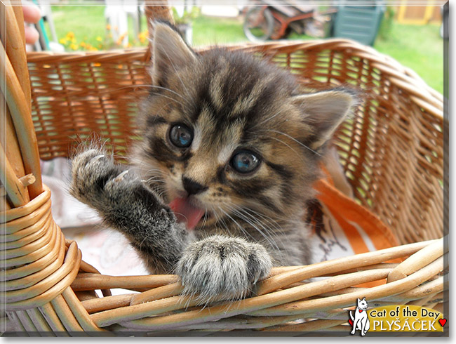 Plyšáček, the Cat of the Day