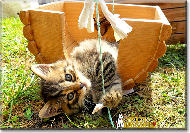 Plyšáček, the Cat of the Day Plyšáček, the Cat of the Day