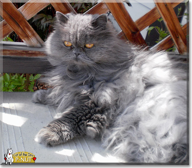 P-nut, the Cat of the Day