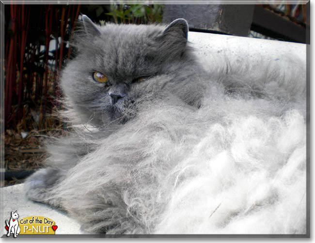 P-nut, the Cat of the Day P-nut, the Cat of the Day