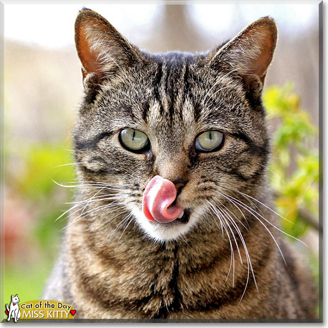 Miss Kitty, the Cat of the Day