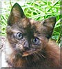 India the Tortoiseshell Shorthair