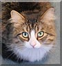 Charlie the Maine Coon