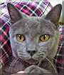 Bluie the Russian Blue