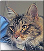 Theo the Maine Coon