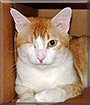 Sam the Domestic Shorthair