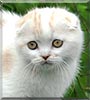 Herakles the Scottish fold