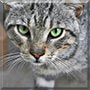 Şakir the Tekir/Tabby