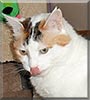 Destiny the Calico mix