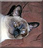 Alfred the Thaicat