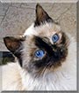 Balloo the Balinese cat