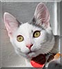 Sasha the Domestic shorthair cat