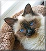 Noel the Birman Cat