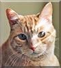 Sammy the Orange Tabby