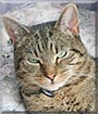 Taffy the Domestic Tabby