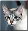 Margo the Sealpoint Siamese
