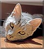 Muffin the Snow cat, British Blue