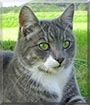 Mao Ping the Cat