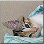 Asteroid the Domestic Shorthair