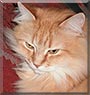 Leo the Cat