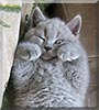 Rupert the British Blue