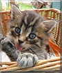Plyšáček the Cat