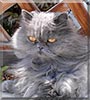 P nut the Persian mix