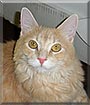 Josey the Domestic Short Hair