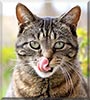 Miss Kitty the Domestic short hair