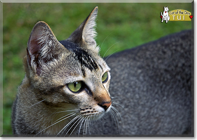 Tui - Bali cat - December 1, 2012