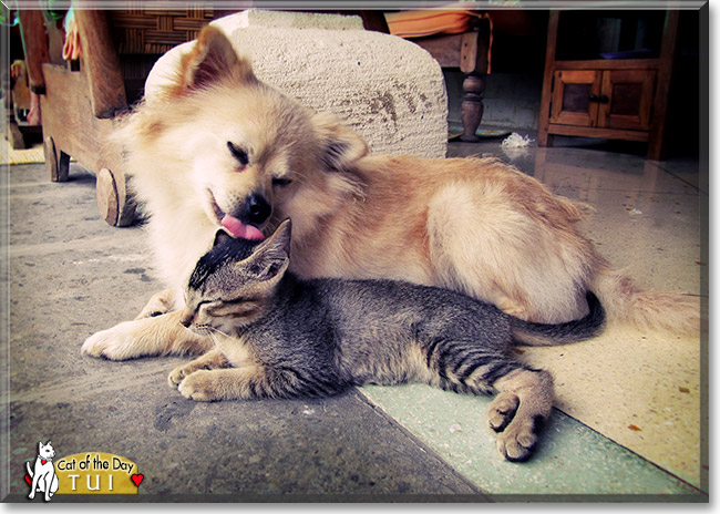 Tui, the Cat of the Day Tui, the Cat of the Day