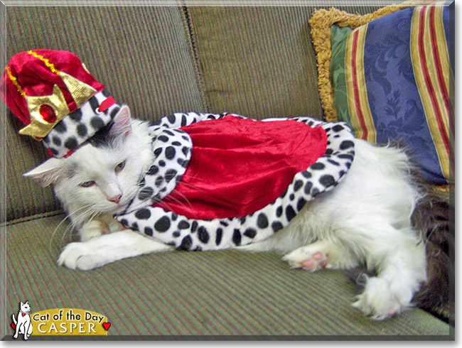 Casper Todd Lee, the Cat of the Day