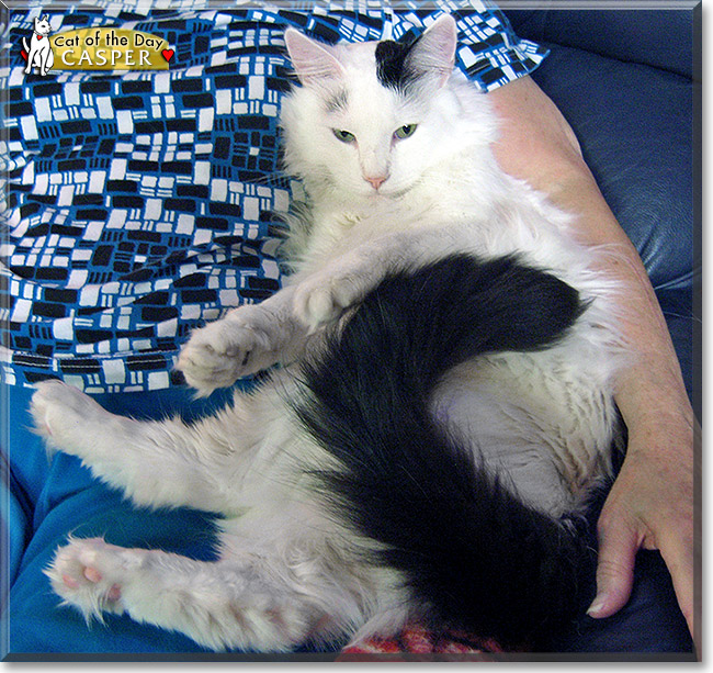 Tui, the Cat of the Day Tui, the Cat of the Day