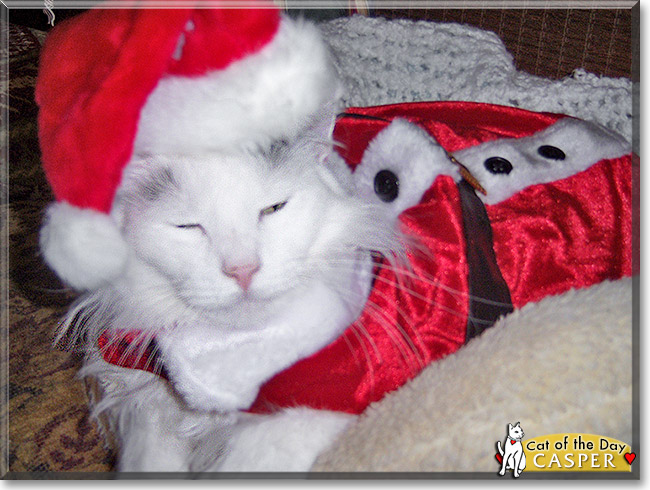 Tui, the Cat of the Day Tui, the Cat of the Day