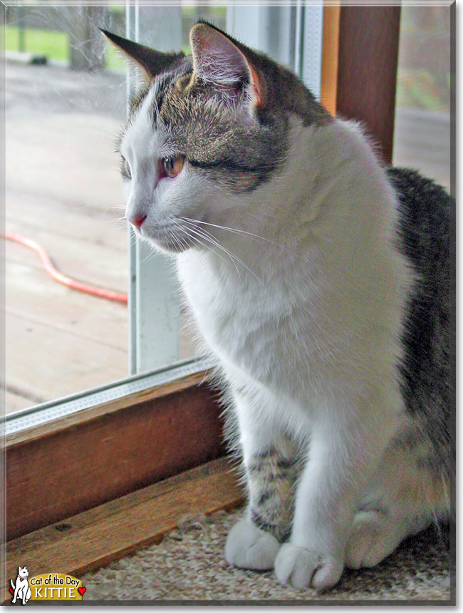 Kittie, the Cat of the Day